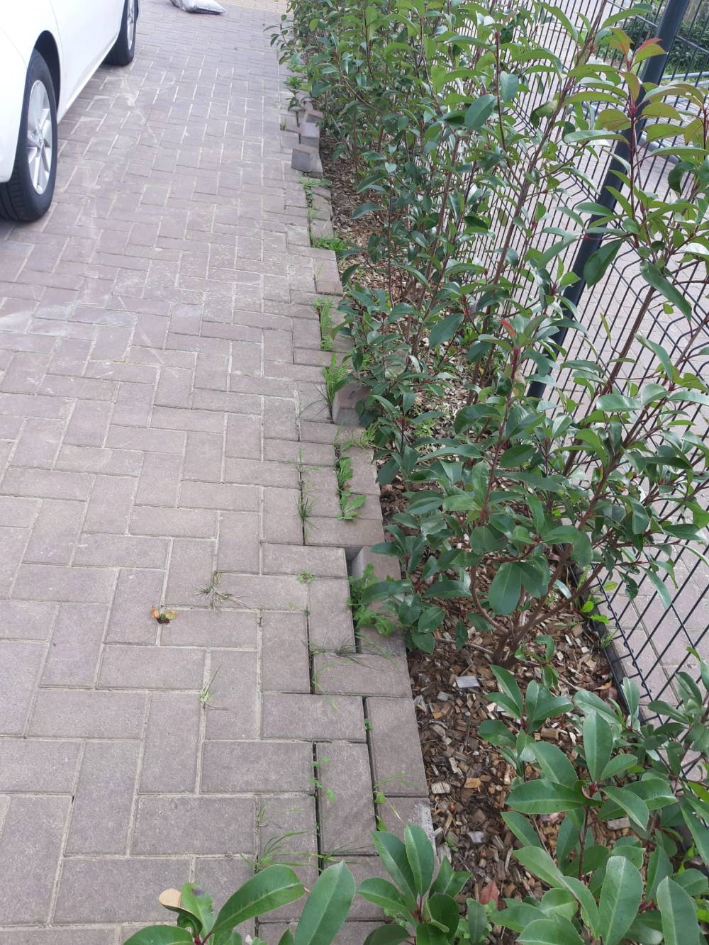 Dallage (12)