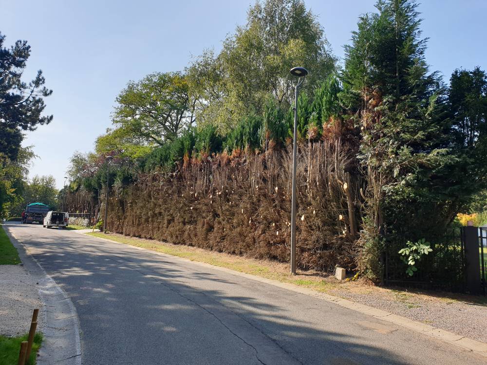 Activité-complémentaire-wavre-élagage-(5)